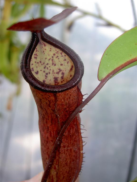 Nepenthes ventricosa x macfarlanei